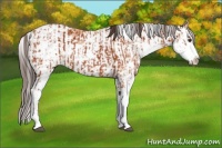 Horse Color:Bay Sabino  and Amber Champagne Sabino 