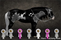 Horse Color:Black Splash Tobiano