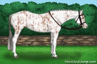 Horse Color:Bay Sabino  and Amber Champagne Sabino 