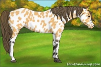 Horse Color:Buckskin Appaloosa 