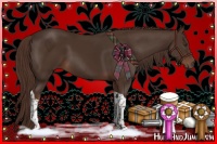 Horse Color:Liver Chestnut Tobiano