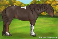 Horse Color:Liver Chestnut Tobiano 