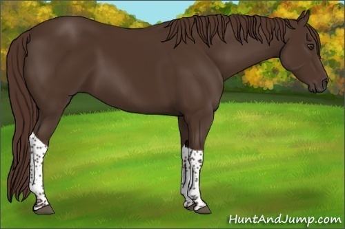 Horse Color:Liver Chestnut Tobiano