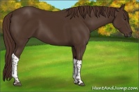 Horse Color:Liver Chestnut Tobiano