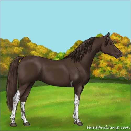 Horse Color:Liver Chestnut Tobiano 