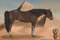 Horse Color:Liver Chestnut Tobiano