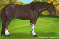 Horse Color:Liver Chestnut Tobiano