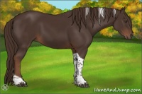 Horse Color:Liver Chestnut Tobiano