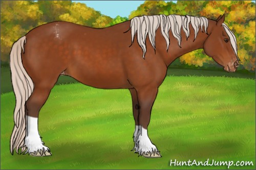 Horse Color:Silver Buckskin Appaloosa