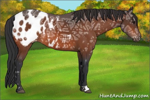 Horse Color:Bay Ice Appaloosa 
