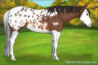 Horse Color:Bay Splash Appaloosa