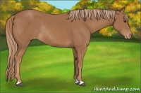 Horse Color:Chestnut Appaloosa Rabicano