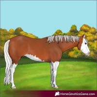 Horse Color:Silver Bay Splash