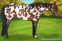 Horse Color:Bay Near Leopard 