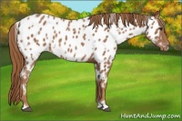 Horse Color:White Spotted Chestnut Appaloosa 