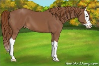 Horse Color:Chestnut Splash Varnish