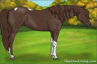 Horse Color:Liver Chestnut Tobiano 