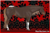 Horse Color:Liver Chestnut Tobiano 