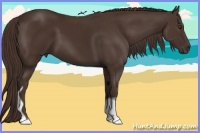 Horse Color:Liver Chestnut Tobiano 