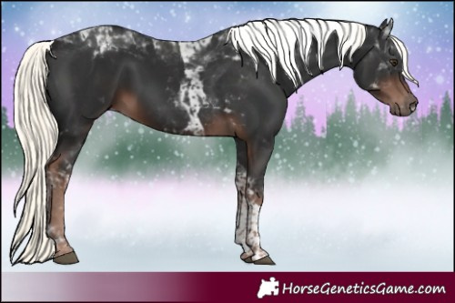 Horse Color:White Spotted Liver Chestnut Mushroom Tobiano 