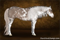 Horse Color:Silver Grullo Sabino