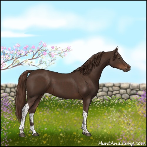 Horse Color:Liver Chestnut Tobiano 