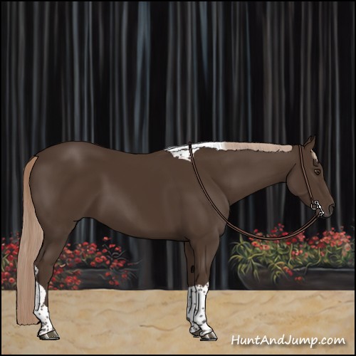 Horse Color:Liver Chestnut Tobiano 