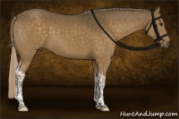 Horse Color:Chocolate Palomino Tobiano Rabicano