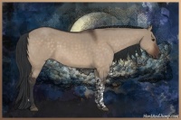 Horse Color:Brown Dun Tobiano 