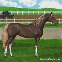 Horse Color:Liver Chestnut Tobiano 