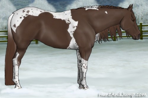 Horse Color:Liver Chestnut Tobiano 