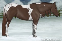 Horse Color:Liver Chestnut Tobiano 