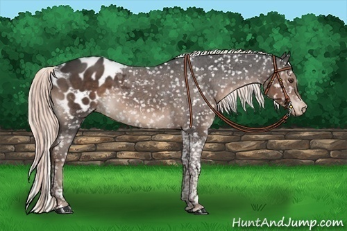 Horse Color:Liver Chestnut Tobiano Appaloosa