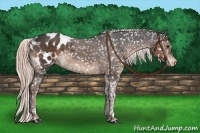 Horse Color:Liver Chestnut Tobiano Appaloosa