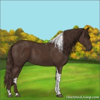 Horse Color:Liver Chestnut Tobiano 