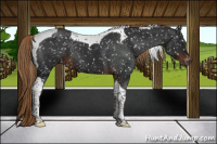 Horse Color:Gray White Spotted Liver Chestnut Tobiano Snowflake Varnish 