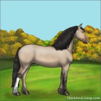 Horse Color:Brown Dun 