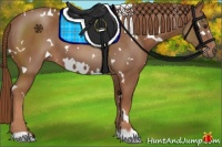Horse Color:White Spotted Chestnut