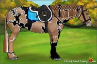 Horse Color:White Spotted Chestnut 