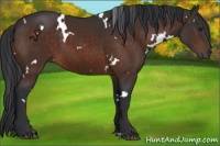 Horse Color:White Spotted Brown 