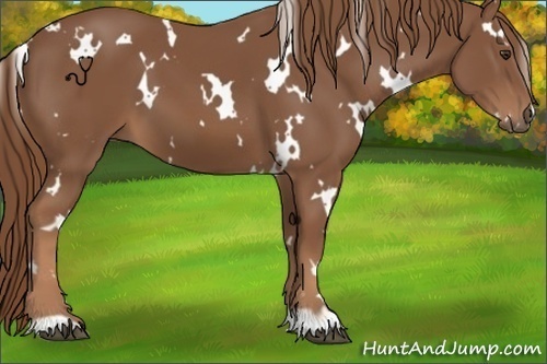 Horse Color:White Spotted Chestnut 