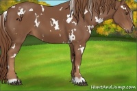 Horse Color:White Spotted Chestnut