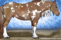 Horse Color:White Spotted Chestnut 