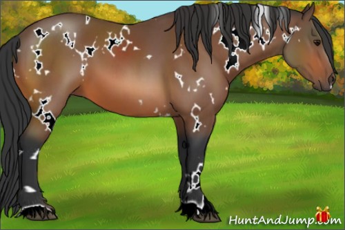 Horse Color:White Spotted Bay 