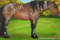 Horse Color:White Spotted Bay 