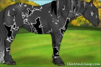 Horse Color:White Spotted Black