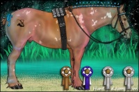 Horse Color:White Spotted Chestnut 