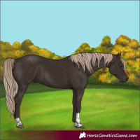 Horse Color:Liver Chestnut Tobiano 