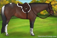 Horse Color:Brown Tobiano