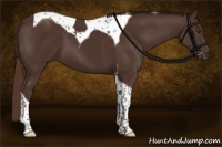 Horse Color:Liver Chestnut Tobiano 